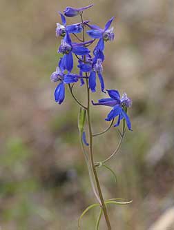 Picture blue larkspur wildflower, the upland larkspur