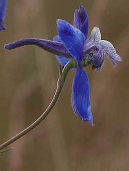Blue upland larkspur wildflower - Delphinium nuttallianum