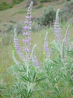 Lavender lupine flower picture