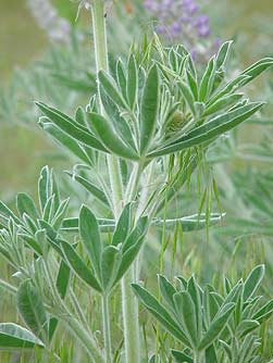 Velvety palmate velvet lupine leaves