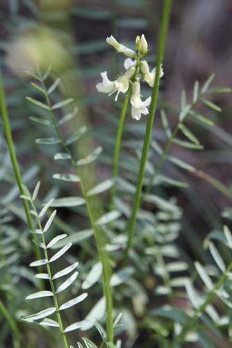 Pictures of Lyall's milk vetch or Astragalus lyallii