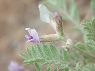 Eastern Washington milk vetch