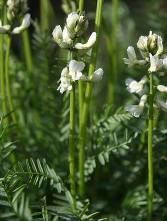 Yakima milk vetch, Astragalus reventiformis