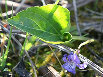Picture of northern bog violet flowers and leaf - Viola nephrophylla