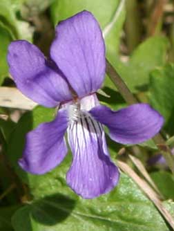 Northern bog violet or Viola nephrophylla bloom and leaf picture