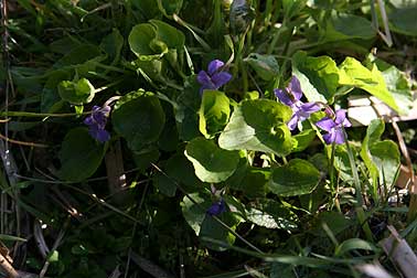 Picture of northern bog violet flower and leaf form