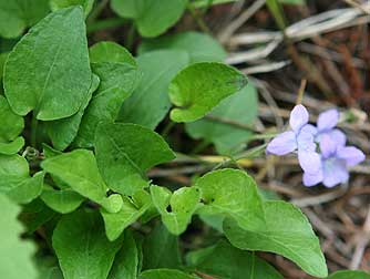 Picture of early blue violet flowers and leaves