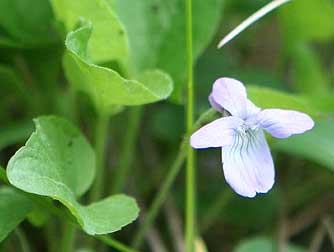 Early blue violet or Viola adunca bloom and leaf picture