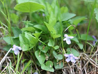 Picture of early blue violet flower and leaf form