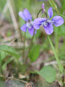 Picture of early blue violet or Viola adunca