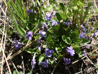 Early blue violet or Viola adunca plant picture