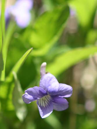 Early blue violet or Viola adunca bloom and leaf picture