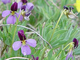 Pictures of lavender sagebrush violet, Rainier violet or Viola trinervata