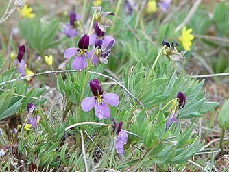 Sagebrush violet or lavender viola picture