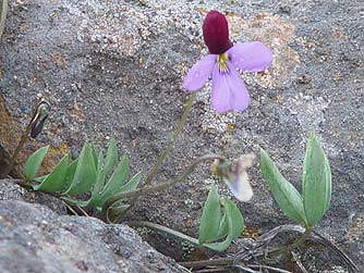Sagebrush violet - Viola trinervata