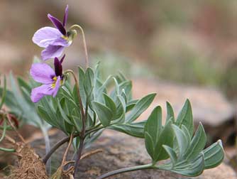 Eastern Washington Violet pictures