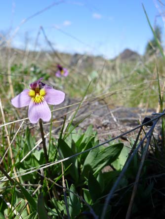 Sagebrush violet or Purple viola bloom picture