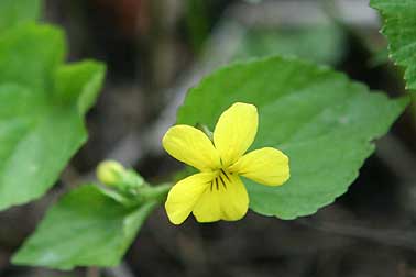 Stream violet or Viola glabella bloom and leaf picture