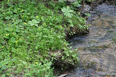 Picture of yellow stream violets growing along a creek