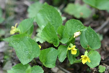 Stream violet picture - also known as pioneer violet, wood violet or Viola glabella