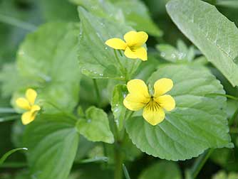 Picture of yellow stream violet flowers