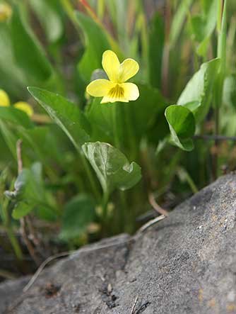 Yellow prairie violet or Nuttall's viola bloom picture