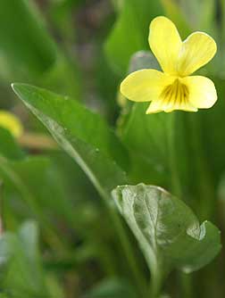 Yellow priarie violet picture - Viola vallicola or Viola nuttallii