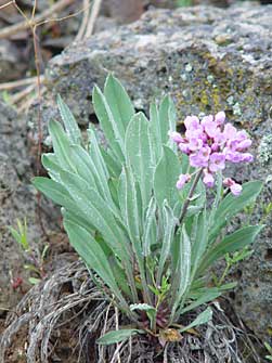 Picture of daggerpod or Wallflower phoenicaulis - Phoenicaulis cheiranthoides