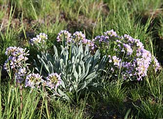 Picture of daggerpod or wallflower phoenicaulis - Phoenicaulis cheiranthoides