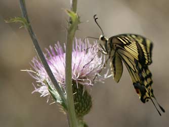 Picture of Oregon swallowtail butterfly nectaring on wavyleaf thistle