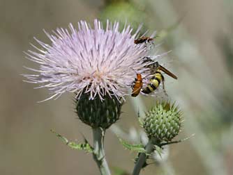 Photo of nemognatha blister beetles with a scoliid wasp