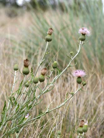 Wavyleaf thistle plant or Cirsium undulatum