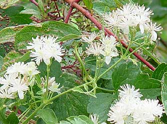 Western clematis flowers