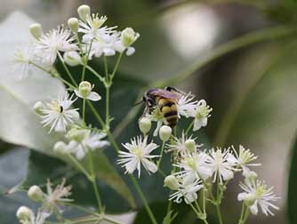 Western white clematis in bloom