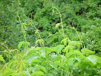 Picture of western clematis growing in spring