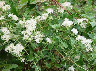 Western clematis picture