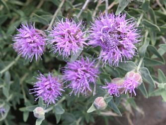 Western mountain balm flowers