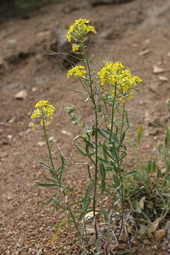 Western Wallflower or Descurainia pinnata flower pictures