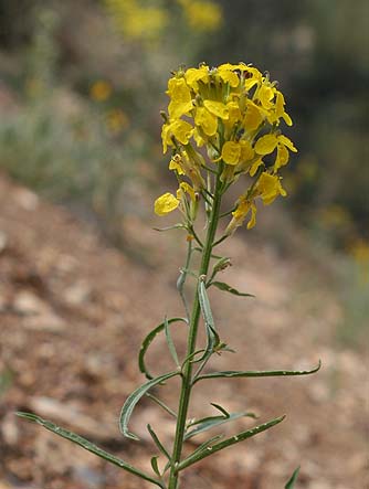 Western wallflower or Erysimum capitatum