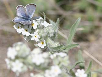 White forget-me-not flowers