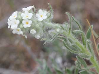 Picture of White forget-me-not or Cryptantha spiculifera