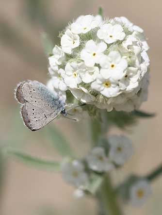 Picture of silvery blue butterfly nectaring on Snake River cryptantha