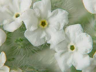 White forget me not wildflowers