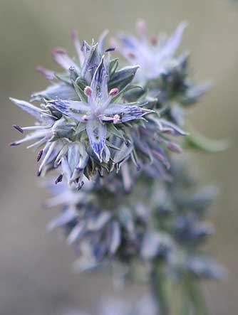 White-stemmed frasera flower picture