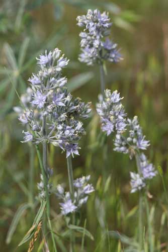 White-stemmed frasera flower picture