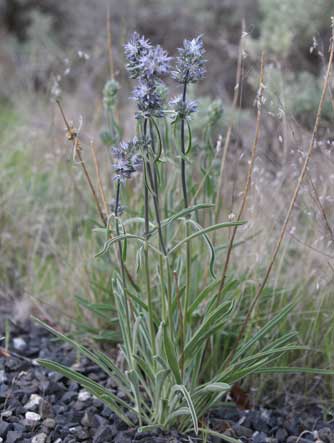 Picture of whitestem frasera plant in bloom - Frasera albicaulis