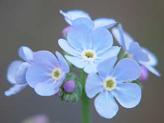 Picture of a blue forget-me-not or stickseed flower