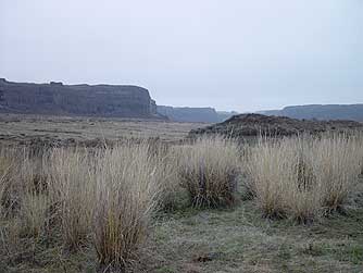 Picture of great basin wild rye in winter - Leymus cinereus