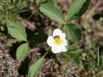 Virginia strawberry flower and plant