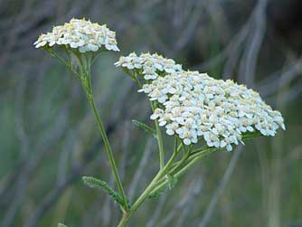 Common Yarrow flower head